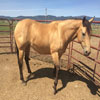 Freckles N Me Whiskey Beautiful Buckskin mare raised by Keith Valley.